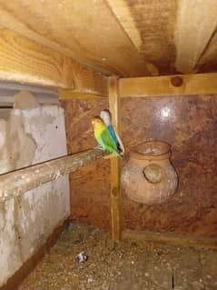 love bird