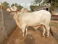 Qurbani k janwer cattle wera bull cow wacha weray wachy bakra bakray
