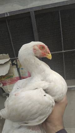 PAPER WHITE SHAMO PAIR