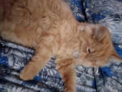 PERSIAN CAT  5 MONTH AGE