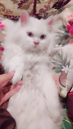 Persian Cat Male 1.5 Years