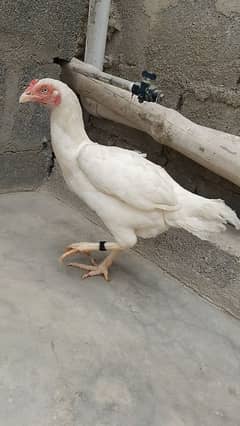 Heera