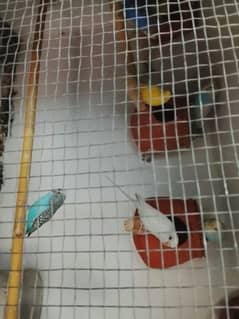 parrots urgent sale