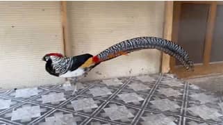 lady amrit male and female
