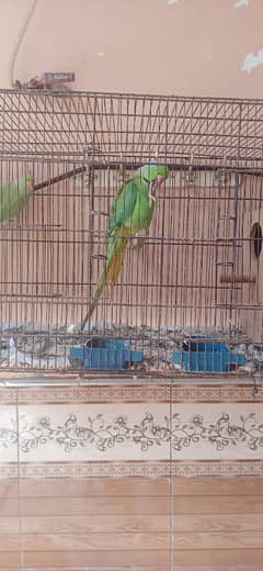 green Ring pair