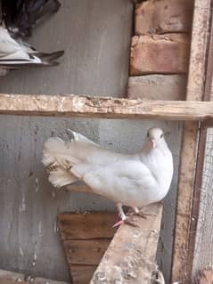 pigeon
