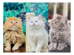 Persian hamalian british punch face piki face cat's and kitten's