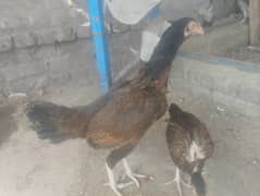 aseel kruk murghi + pathi