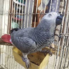 Grey
