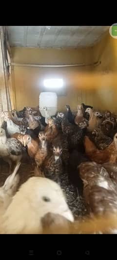 Australorp/Golden