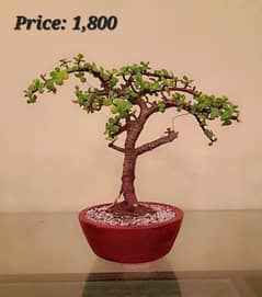 Bonsai Art (JADE)