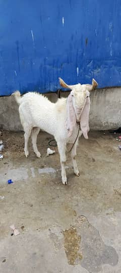 gulabi