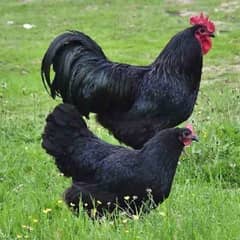 Australorp Eggs