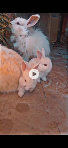 Rabbits
