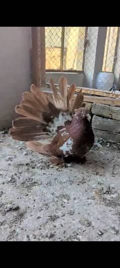 Jambo Size American fantail breeder