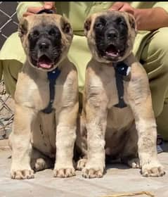 king Turkish kangal pair dabal hadi Havey bone structure pair for sale