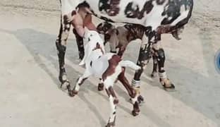 dasi bakri 2 bacchon wali for sale call on 03147608930