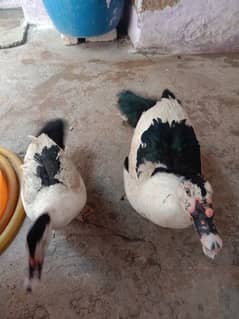 mascovy duck Pair
