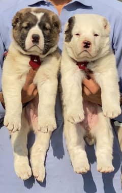 king Alabai pair dabal hadi havey bone security dog for sale