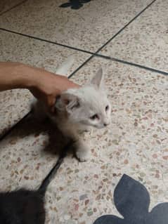 Persian
