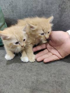 new kittens for sale
