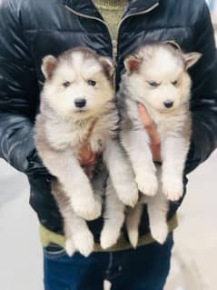 Siberian Husky puppies | Blue Eyes | Husky puppies For Sale
