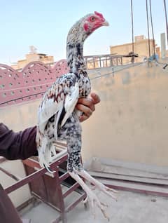 Aseel