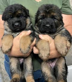 German Shepherd Long Coat Puppies | GSD | Double , Long Coat Puppies