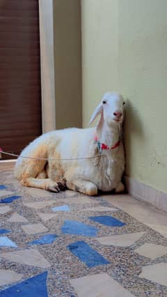 Turkey Dumba for Qurbani