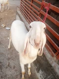 bhairr