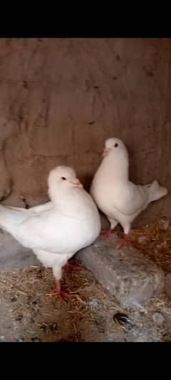 Breeder pair