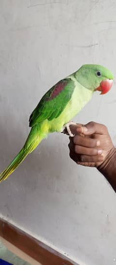 raw pahari parrot hand tame sefl