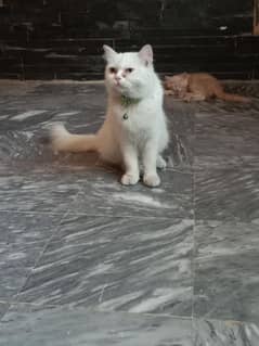 Russian