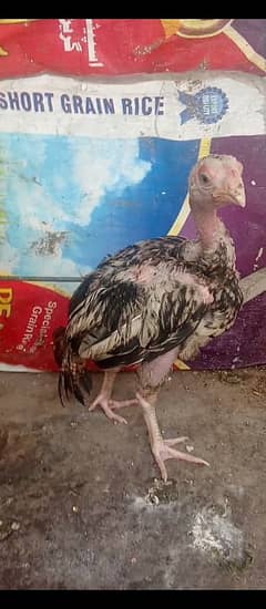 aseel murge ka brand