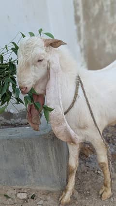 Gulabi