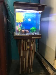 1 feet aquarium