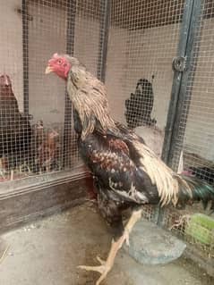 shamo