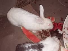 Rabbit for salw