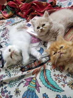 persian