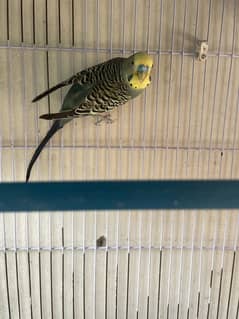 Budgies