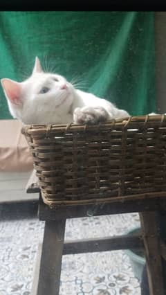 Cat's name is  Snow