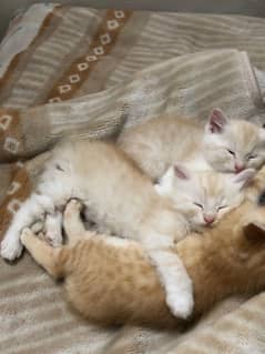 Adorable Persian Kittens for Sale