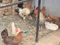 hens