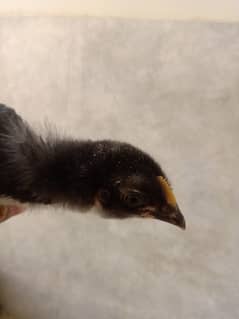 Astrolorp chicks ( 2 month) ,