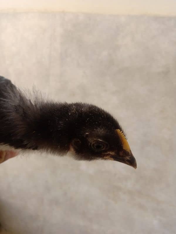 Astrolorp chicks ( 2 month) , 0