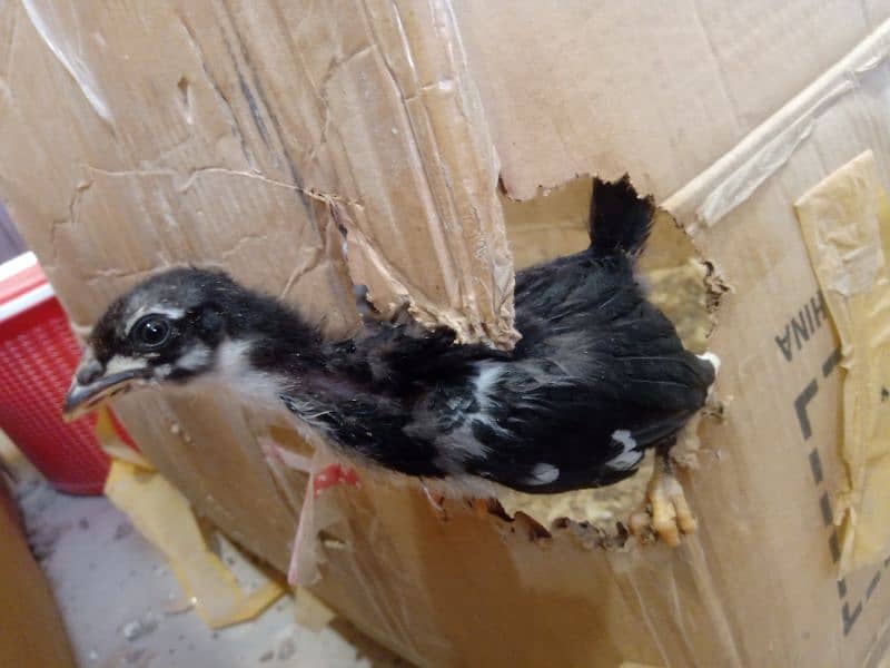 Astrolorp chicks ( 2 month) , 1