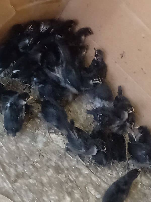 Astrolorp chicks ( 2 month) , 2