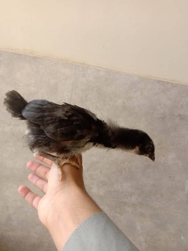 Astrolorp chicks ( 2 month) , 3