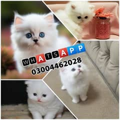 Persian Kittens | Persian Cat | Punch Face Persian | Triple Coated