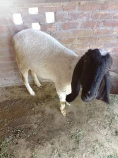 sheep